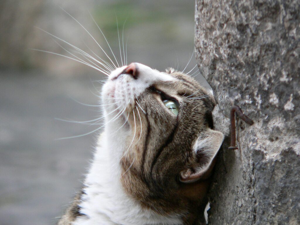 Panasonic W70 Series (2025 Model) 65 LED 4K Ultra HD Smart Fire TV, Press Ask Alexa, Apple AirPlay, HDR10+, HDMI 2.1, and Bluetooth Support - 65W70BP